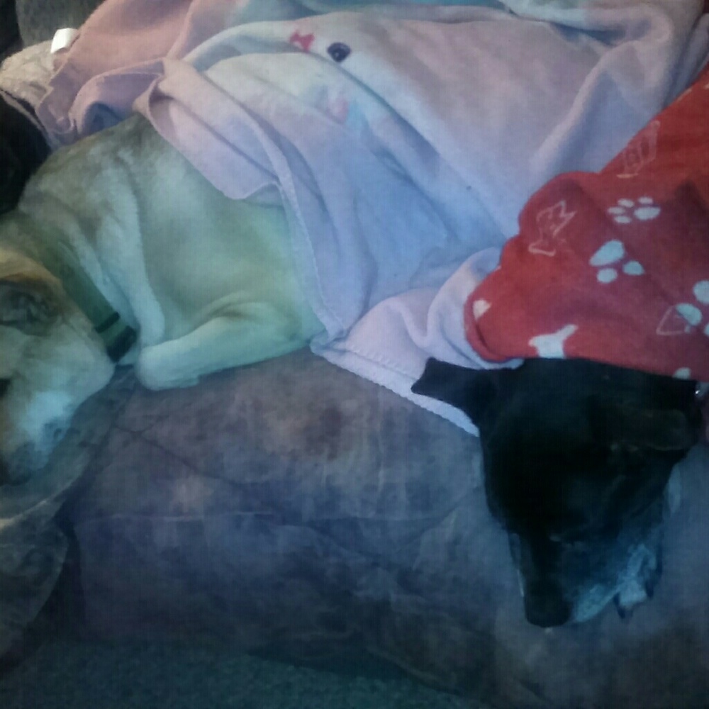 Animal lovers Section - Picture 6 of 6